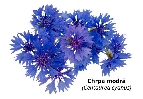 Chrpa modrá_1